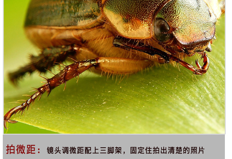 M6摄影三脚架(图12)