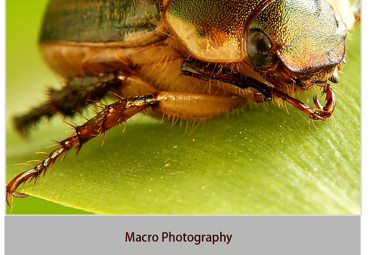 M8 Photography tripod(图12)